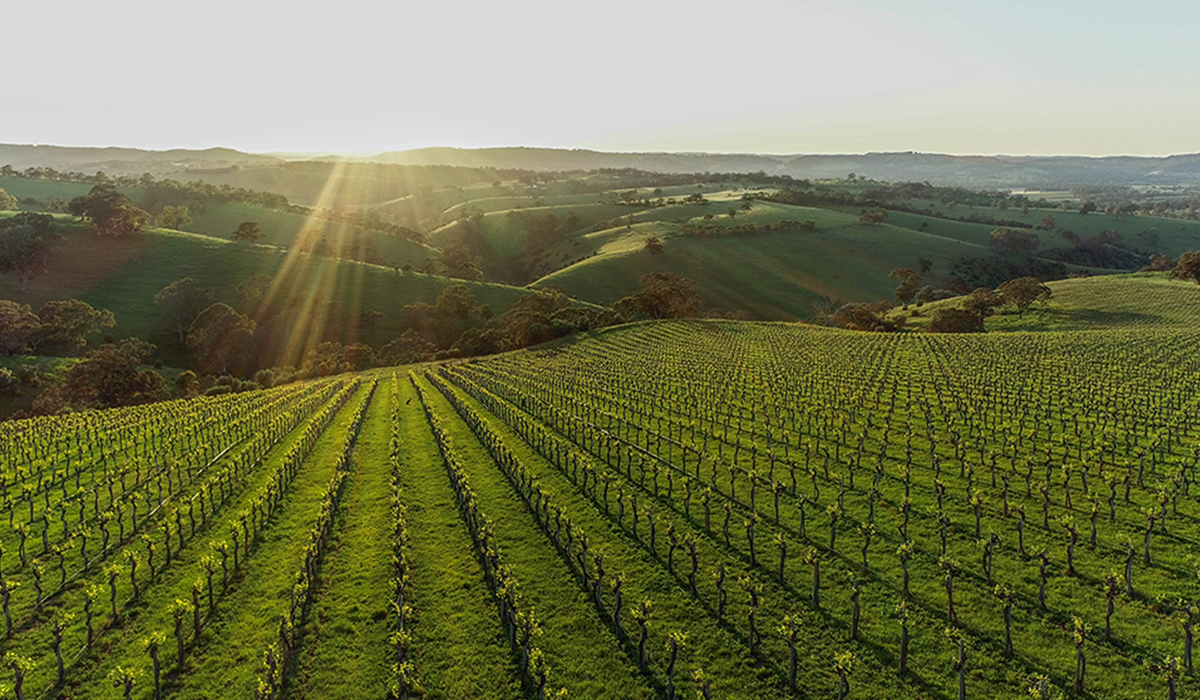 Vineyards at Clarendon Hills